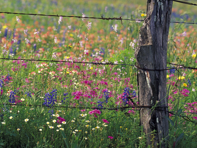 Fence Post and Wildflowers, Lytle, Texas, USA Posters