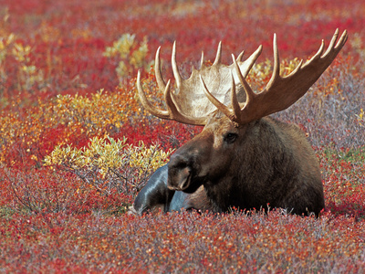 Bull Moose in Denali National Park, Alaska, USA
