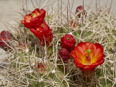 Claret Cup or Mojave Mound Cactus in Bloom, Mojave National Preserve, California, Usa