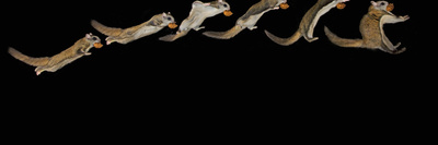 Northern Flying Squirrel (Glaucomys Sabrinus) in Flight with Coniferous Seed in its Mouth