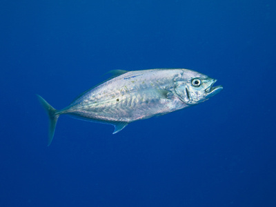 A Barcheek Trevally (Carangoides Plagiotaenia), Fiji