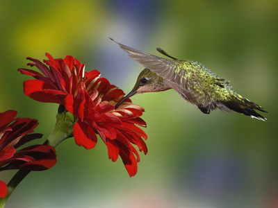 Female Ruby-Throated Hummingbird Feeding on Flower, Louisville, Kentucky