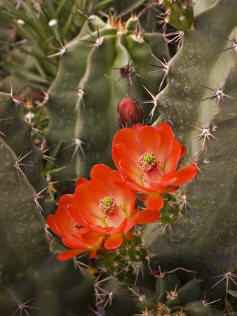 Claret Cup Cactus Flower (Echinocereus Triglochidiatus), Sonoran Desert, Arizona, USA