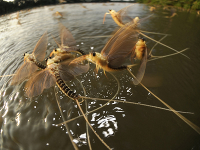 Male Long-Tailed Mayflies Hatch the First Females Appear on the Water Surface