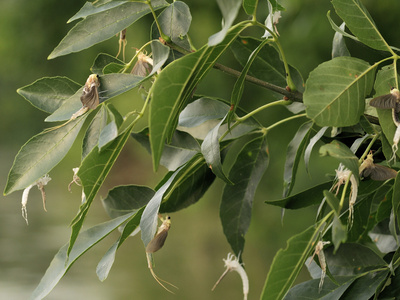 Shortly after Hatcingh Subadult Male Long-Tailed Mayflies Molt into Mature Animals