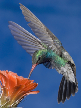Broad-Billed Hummingbird Male (Cyanthus Latirostris) Nectaring at Claret Cup Cactus Flower