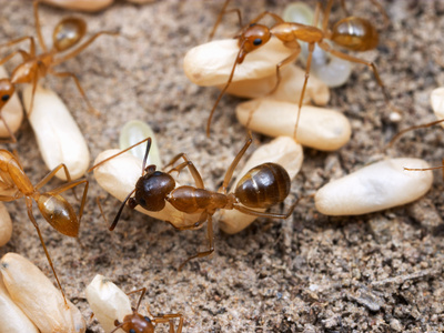 Worker Carpenter Ants (Camponotus Festinatus) Scramble to Carry Brood to Safety