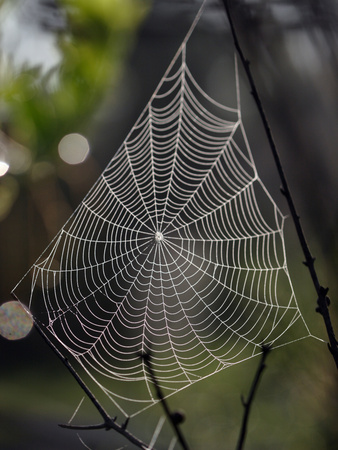 Spider Web with Dew, Archbold Biological Station, Florida, USA