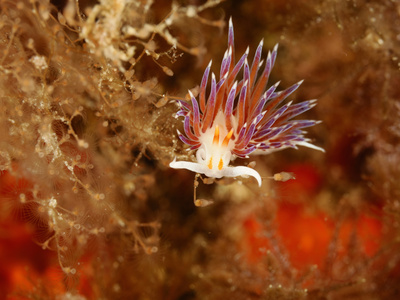 Nudibranch (Cratena Peregrina), San Pietro, Sardinia, Mediterranean Sea