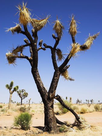 Burnt Joshua Tree (Yucca Brevifolia) Joshua Tree Np Desert Wildfires are Common Occurrences