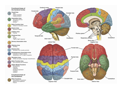 Brain from side, side cutaway, top, and bottom, color-coded