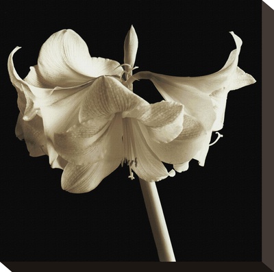 Amaryllis