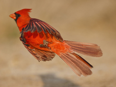 Northern Cardinal, Texas, USA
