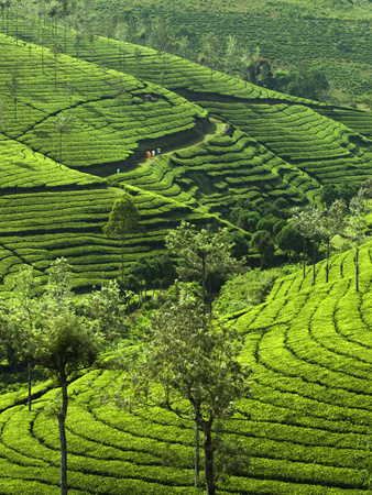 View over Tea Plantations, Near Munnar, Kerala, India, Asia