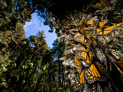 Monarch Butterflies Cover Every Inch of a Tree in Sierra Chincua