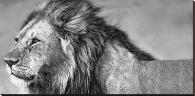 Lion Eyes