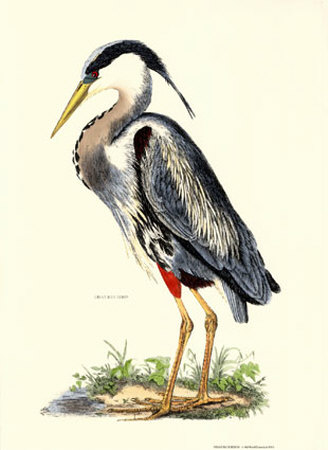 Great Blue Heron