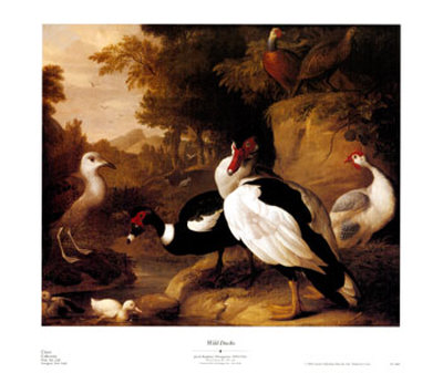 Wild Ducks