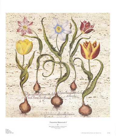 Travertine Botanicals I