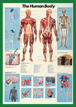 Human Body