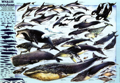 Whales and Dolphins