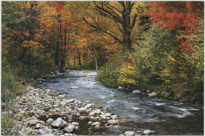 Forest Creek