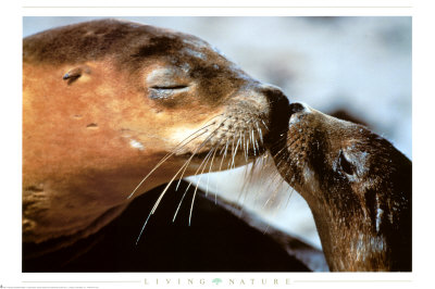 Seals