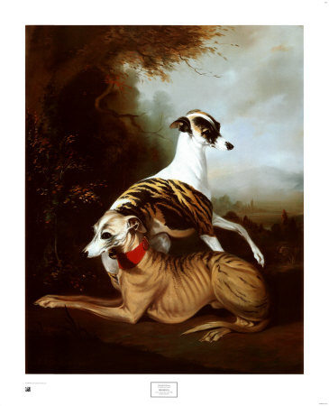 Whippets, 1981