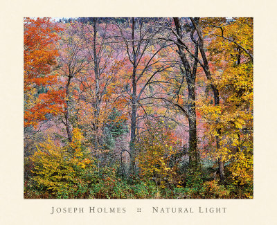 Buy Trees in a Field at AllPosters.com