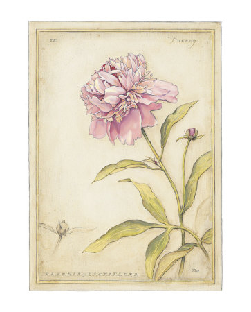 Peony I V Art Print