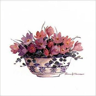 Crocus II