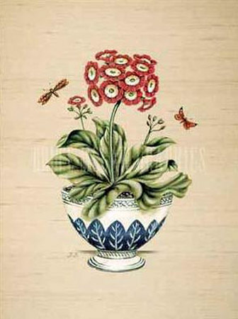 Auricula Serendipity
