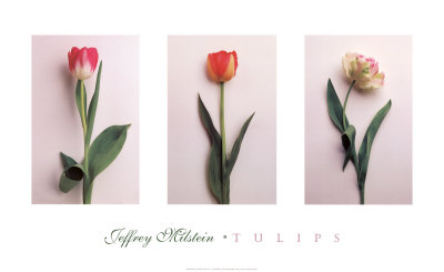 Buy Tulips at AllPosters.com