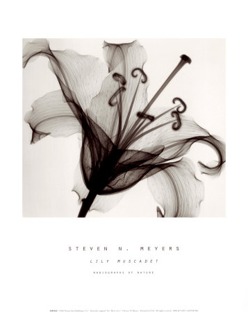 Buy Lily Muscadet at AllPosters.com