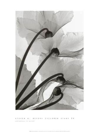 Buy Cyclamen Study IV at AllPosters.com