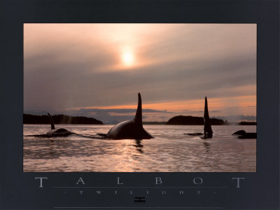 Buy Twilight at AllPosters.com