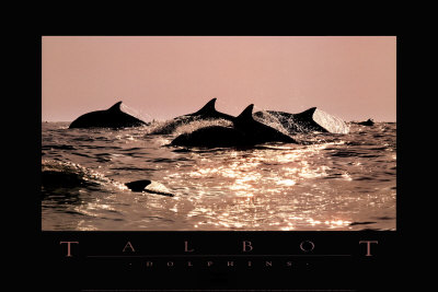 Buy Dolphins at AllPosters.com