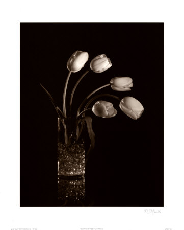 Buy Dramatic Tulips at AllPosters.com