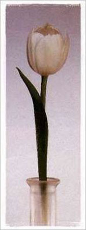 Buy Tulip at AllPosters.com