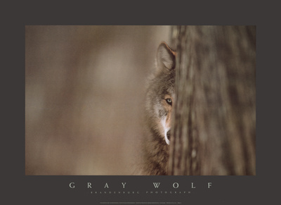 Buy Gray Wolf at AllPosters.com