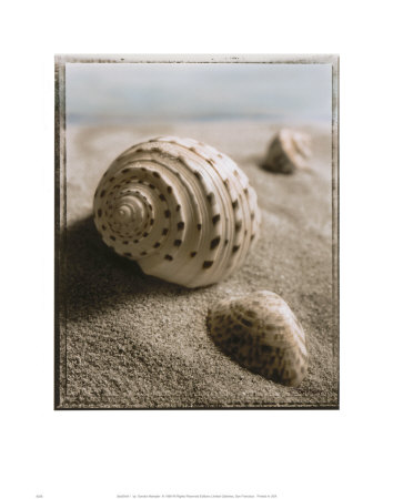 Buy Seashell I at AllPosters.com