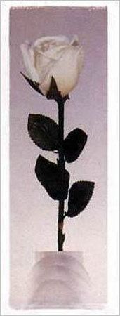 Buy Long Stem Rose at AllPosters.com
