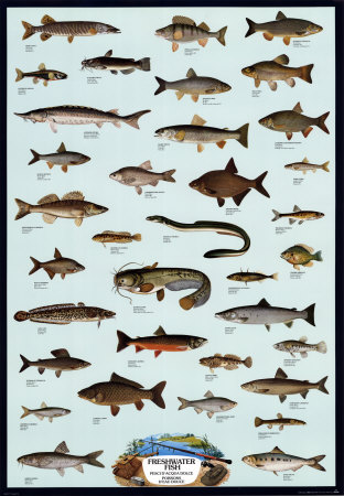 Fish Freshwater