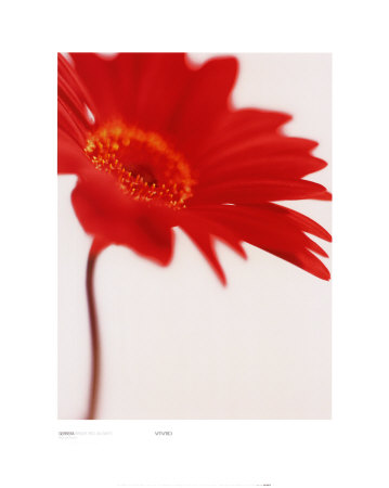 Buy Gerbera, Bright Red on White (detail) at AllPosters.com