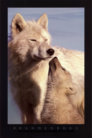 Buy Wolf Harmony at AllPosters.com