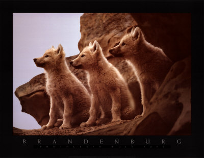 Buy Wolf Pups at AllPosters.com