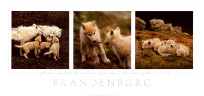 Buy Wolf Family Portrait at AllPosters.com