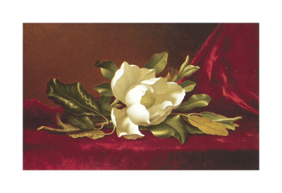 The Magnolia Flower