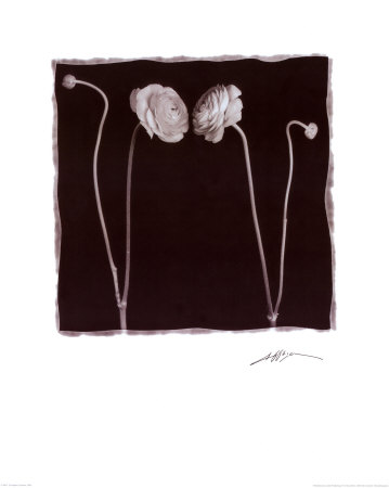 Buy Two Flowers and Two Buds at AllPosters.com