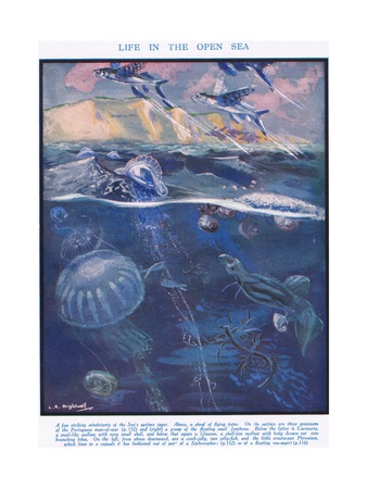 Life in the Open Sea, Illustration from 'The Science of Life'